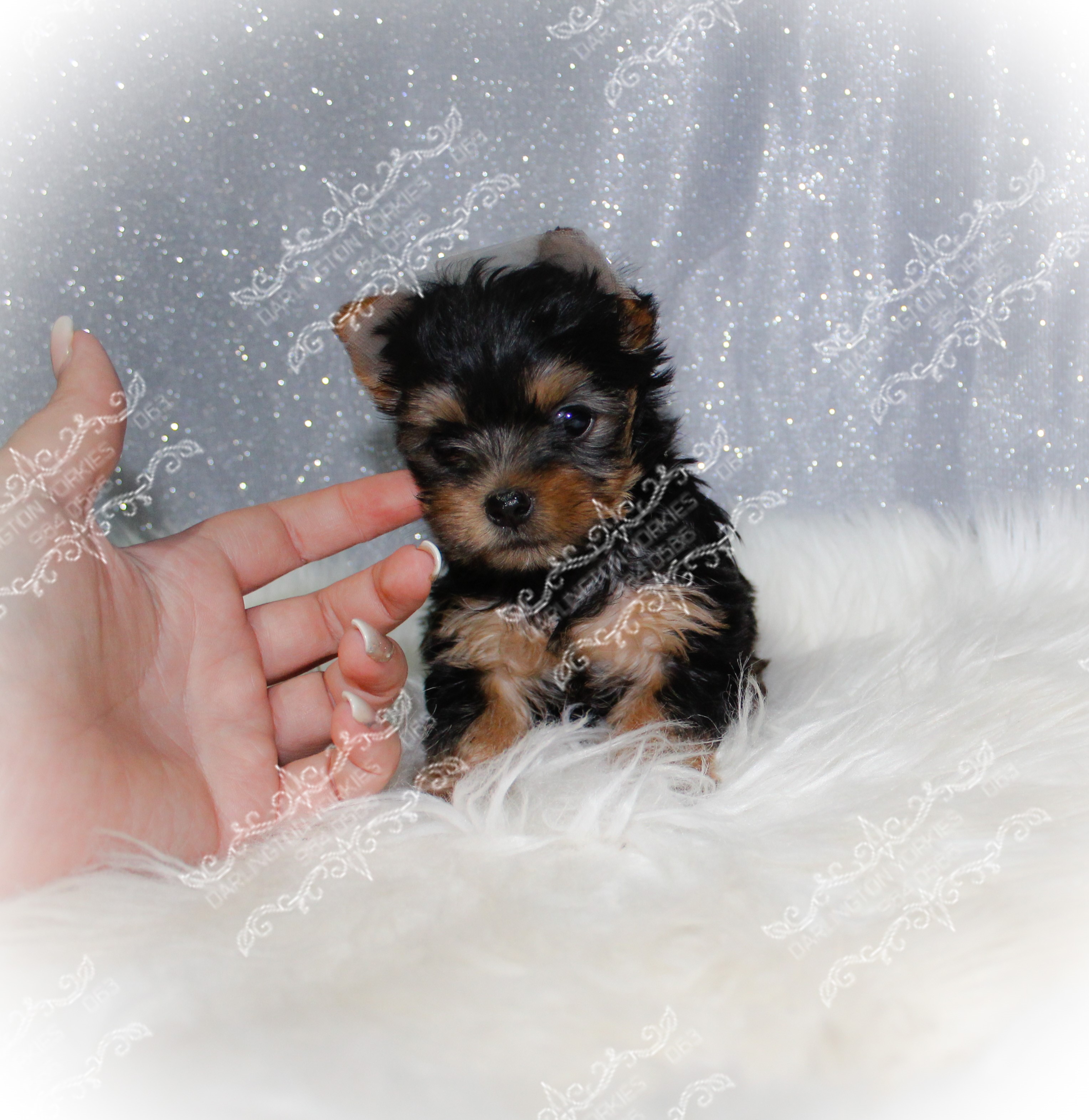 Add Watermark_2021_05_07_03_28_13