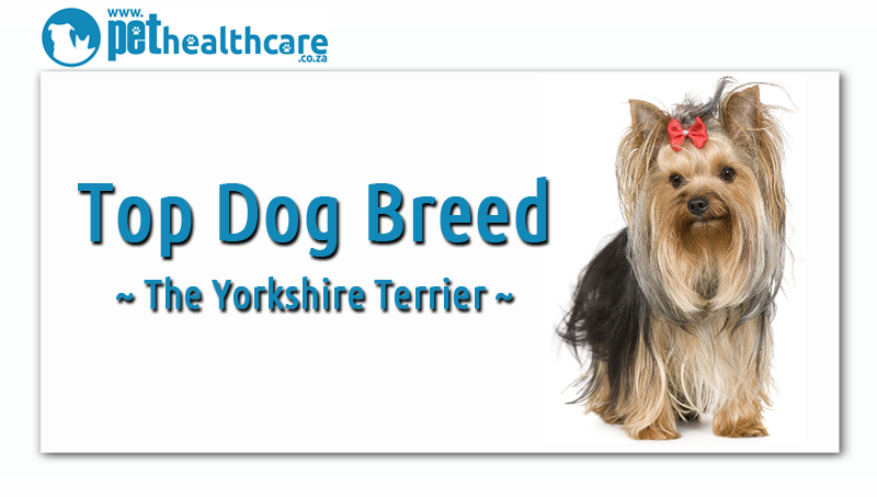 Top Dog breeds in South Africa Yorkshire Terrier