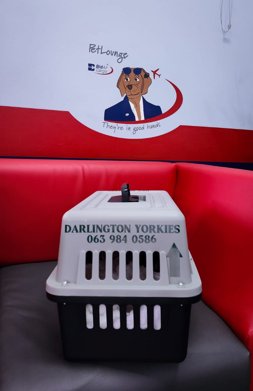Yorkies pet Lounge with crate