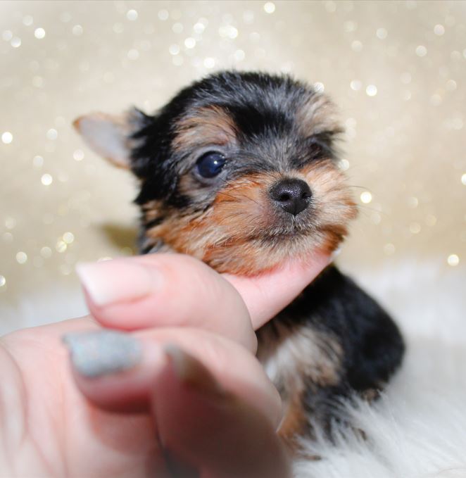 yorkie for sale 2